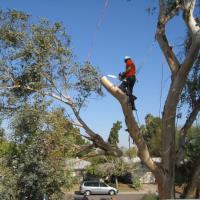 North Sydney Tree Removals image 7